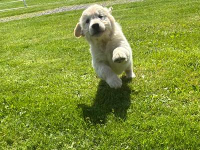 IKC Registered(pending) Champion Bred Golden Retriever puppies in Cork