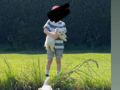 Maltese x Bichon Frise puppies in Cavan