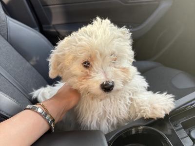 Maltese x Bichon Frise puppies in Cavan