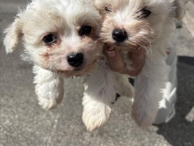 Maltese x Bichon Frise puppies in Cavan