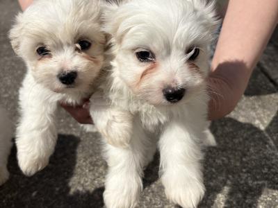 Maltese x Bichon Frise puppies in Cavan
