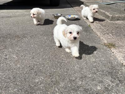 Maltese x Bichon Frise puppies in Cavan