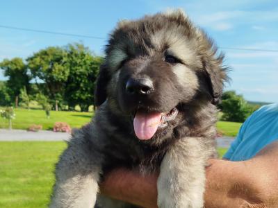 IKC Registered Caucasian Shepherd Dog puppies in Tipperary