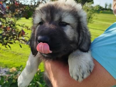 IKC Registered Caucasian Shepherd Dog puppies in Tipperary