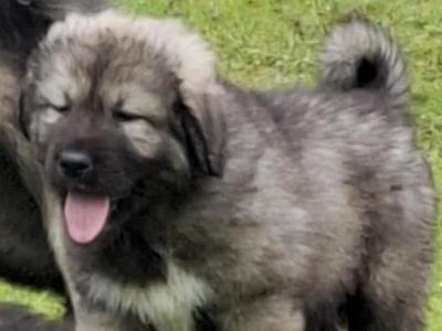 IKC Registered Caucasian Shepherd Dog puppies in Tipperary
