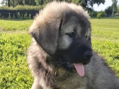 IKC Registered Caucasian Shepherd Dog puppies in Tipperary