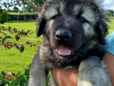 IKC Registered Caucasian Shepherd Dog puppies in Tipperary