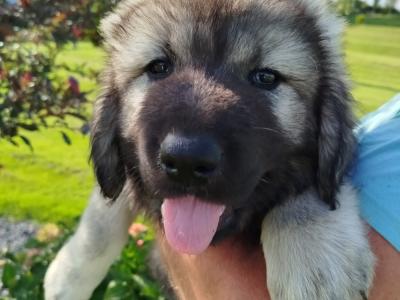 IKC Registered Caucasian Shepherd Dog puppies in Tipperary