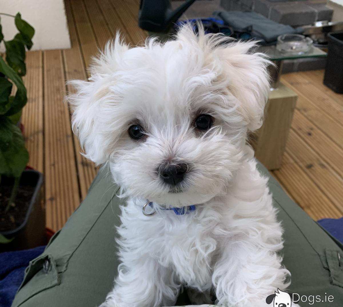 Bichon Maltese Cross Puppies Maltichon Maltese Cross Bichon Frise