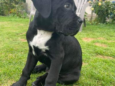 Purebred IKC Registered Cane Corso puppies in Wexford