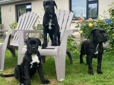 Purebred IKC Registered Cane Corso puppies in Wexford