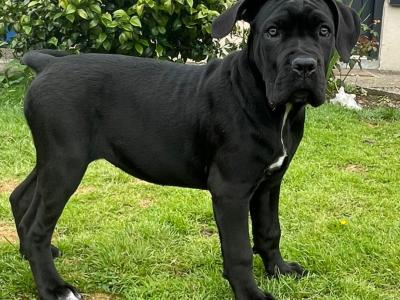 Purebred IKC Registered Cane Corso puppies in Wexford
