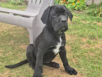 Purebred IKC Registered Cane Corso puppies in Wexford