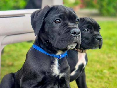 Purebred IKC Registered Cane Corso puppies in Wexford