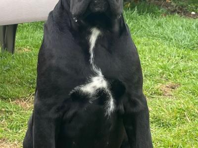 Purebred IKC Registered Cane Corso puppies in Wexford