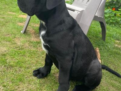 Purebred IKC Registered Cane Corso puppies in Wexford