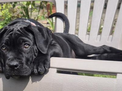 Purebred IKC Registered Cane Corso puppies in Wexford