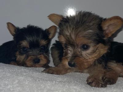 Yorkshire Terrier puppies in Dublin