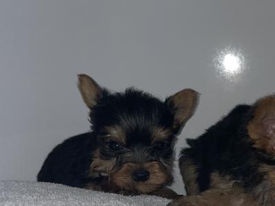 Yorkshire Terrier puppies in Dublin