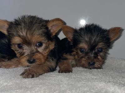Yorkshire Terrier puppies in Dublin