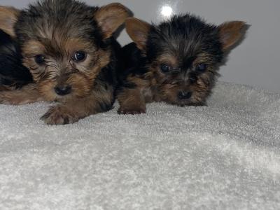 Yorkshire Terrier puppies in Dublin
