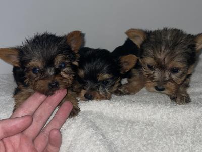 Yorkshire Terrier puppies in Dublin
