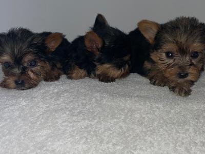 Yorkshire Terrier puppies in Dublin