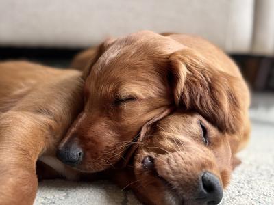 Pedigree IKC Registered Irish Red Setter puppies in Kerry