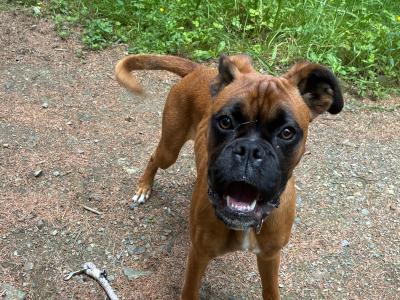 Male Boxer puppy 7 month old in Wexford