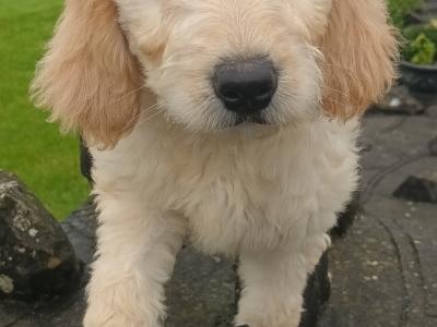 Goldendoodle puppies in Mayo