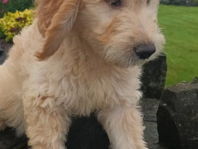 Goldendoodle puppies in Mayo