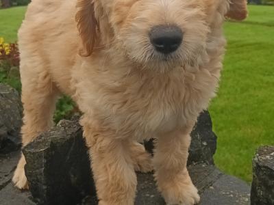 Goldendoodle puppies in Mayo