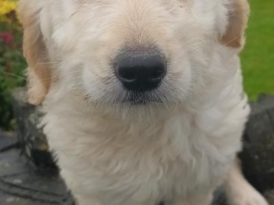 Goldendoodle puppies in Mayo