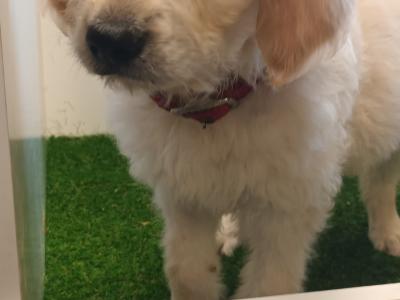 Goldendoodle puppies in Mayo