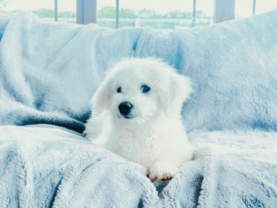 IKC Pedigree Registered Adorable Bichon Frise puppies for sale in Cork