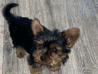 Beautiful Miniature Yorkshire Terrier puppies 🐶🐶 in Kilkenny