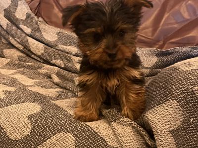 Beautiful Miniature Yorkshire Terrier puppies 🐶🐶 in Kilkenny