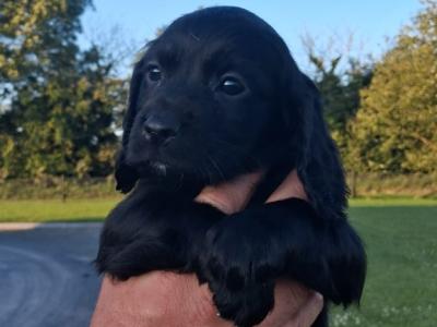 Sprocker pups in Laois