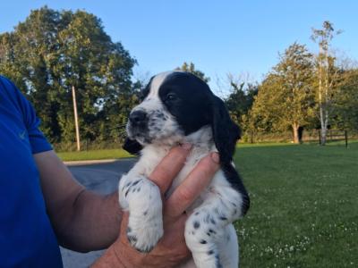 Sprocker pups in Laois