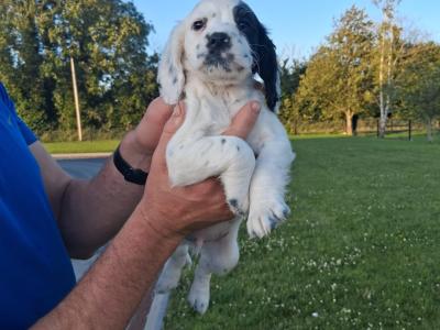 Sprocker pups in Laois