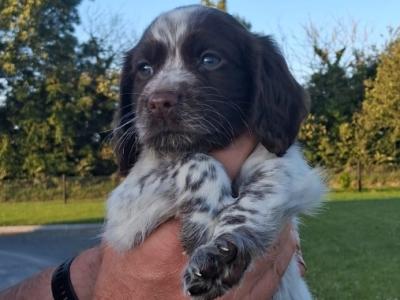 Sprocker pups in Laois