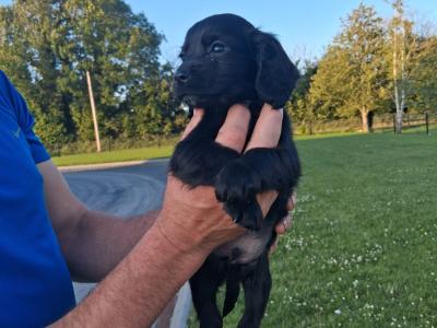 Sprocker pups in Laois