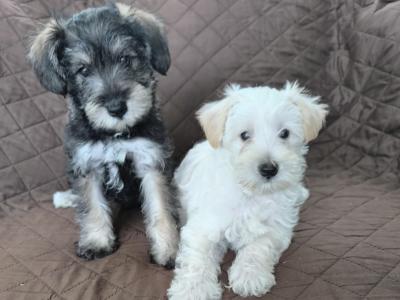 Miniature Schooodle puppies in Wexford