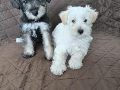 Miniature Schooodle puppies in Wexford
