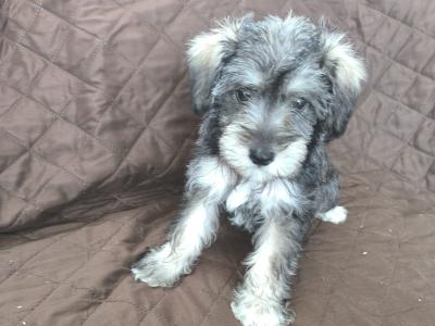 Miniature Schooodle puppies in Wexford