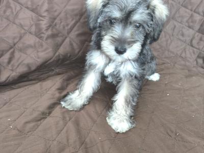 Miniature Schooodle puppies in Wexford