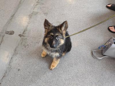 Stunning IKC Registered German Shepherd puppy for sale