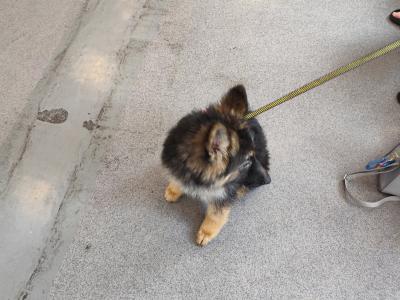 Stunning IKC Registered German Shepherd puppy for sale