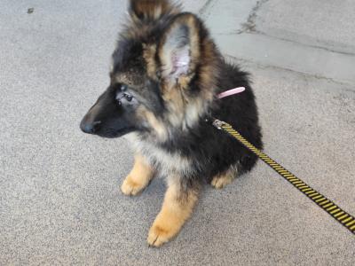 Stunning IKC Registered German Shepherd puppy for sale