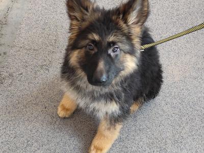 Stunning IKC Registered German Shepherd puppy for sale